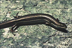 Pseudemoia rawlinsoni