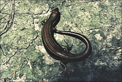 Pseudemoia rawlinsoni