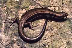 Pseudemoia rawlinsoni