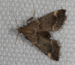 Hypsopygia phoezalis