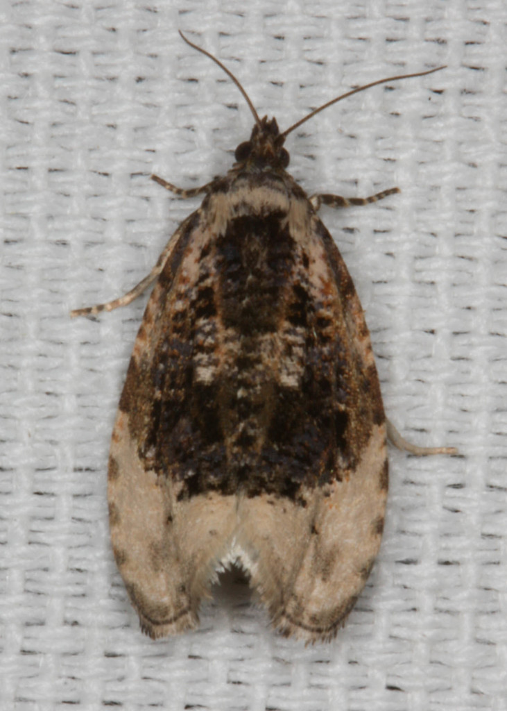 Off-white Hedya Moth