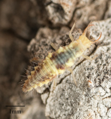Neuroptera