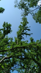 Pithecellobium diversifolium