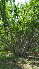 Pithecellobium diversifolium