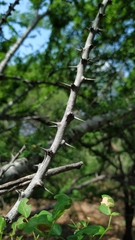 Pithecellobium diversifolium