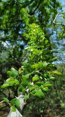 Pithecellobium diversifolium