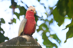 Eolophus roseicapilla