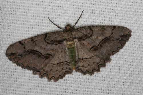 Neoalcis californiaria