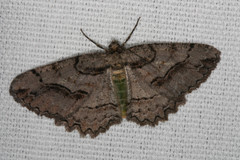 Neoalcis californiaria