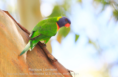 Trichoglossus moluccanus