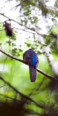 Trogon chionurus