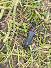 Chauliognathus magellanicus