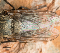 Polleniidae