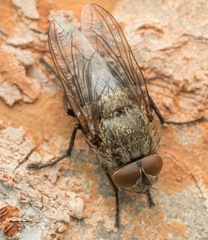 Polleniidae