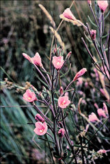 Epilobium pallidiflorum