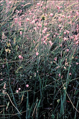 Epilobium pallidiflorum