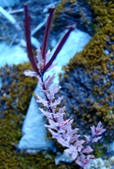 Epilobium melanocaulon