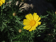 Asteraceae
