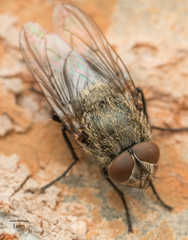 Polleniidae