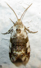 Acontiinae