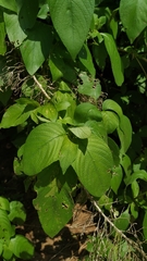 Ruellia asperula