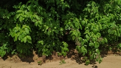 Ruellia asperula