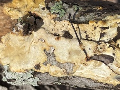 Perenniporia tenuis