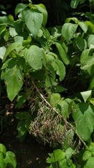 Ruellia asperula