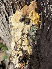 Perenniporia tenuis