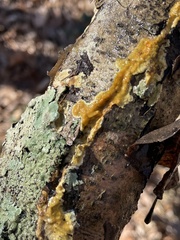 Perenniporia tenuis