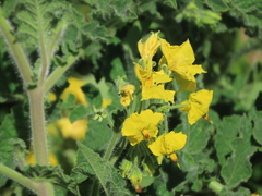 Solanum habrochaites