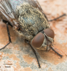 Polleniidae