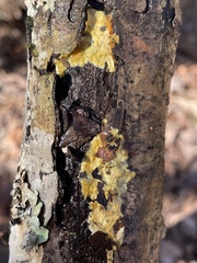 Perenniporia tenuis