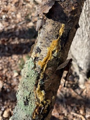 Perenniporia tenuis