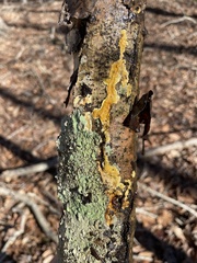 Perenniporia tenuis