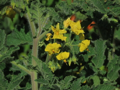 Solanum habrochaites