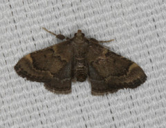 Hypsopygia phoezalis