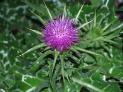 Silybum marianum