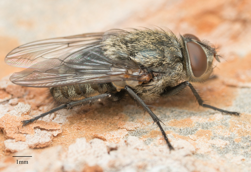 Polleniidae