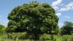 Sarcomphalus joazeiro