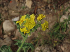 Solanum habrochaites