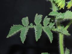 Solanum habrochaites