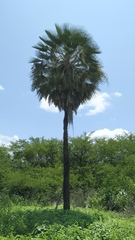Copernicia prunifera