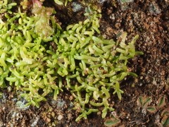 Callitriche marginata