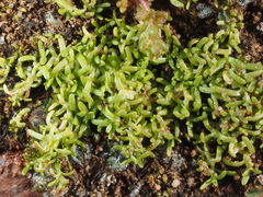 Callitriche marginata