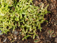 Callitriche marginata