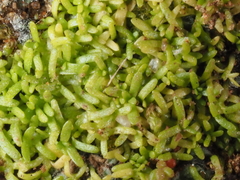 Callitriche marginata