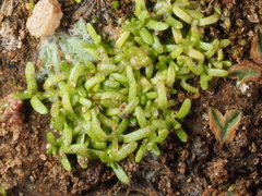 Callitriche marginata