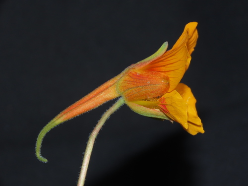 Tropaeolum minus, photograph 5