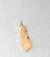 Ypsolopha cervella
